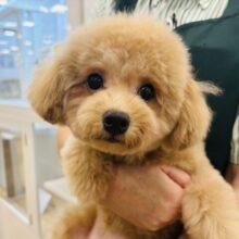 可愛さに釘付け💘マルプーちゃん！