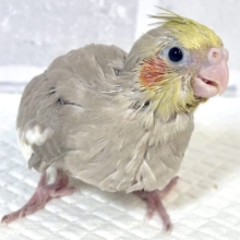 オカメインコ  シナモン  🪶‪🧡‬‪.:｡+ﾟ