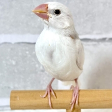白文鳥  ‎🤍‎🤍🕊✧*