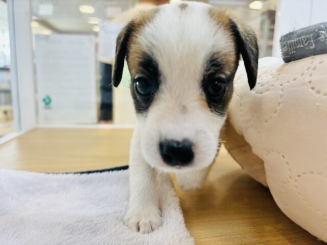 ジャックラッセルテリア