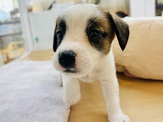 ジャックラッセルテリア