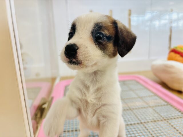 ジャックラッセルテリア