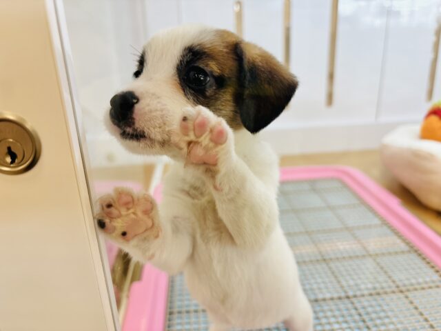 ジャックラッセルテリア