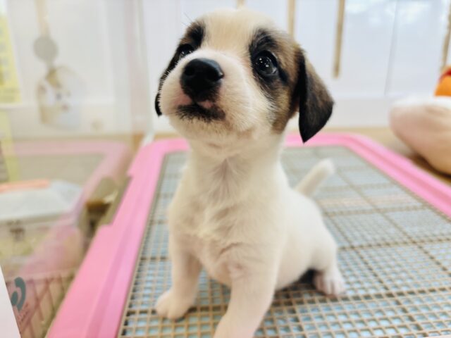 ジャックラッセルテリア