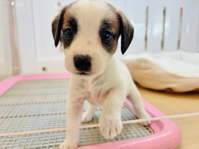 ジャックラッセルテリア