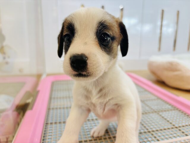 ジャックラッセルテリア