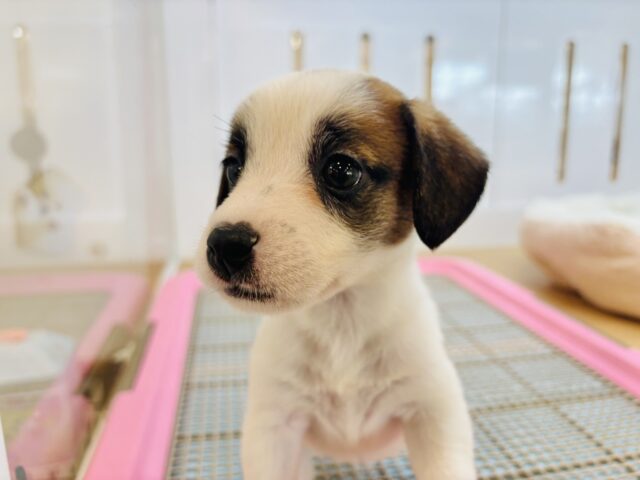 ジャックラッセルテリア