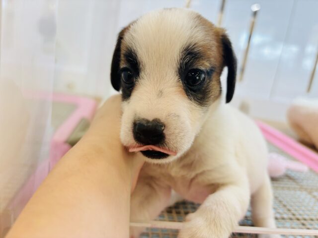 ジャックラッセルテリア