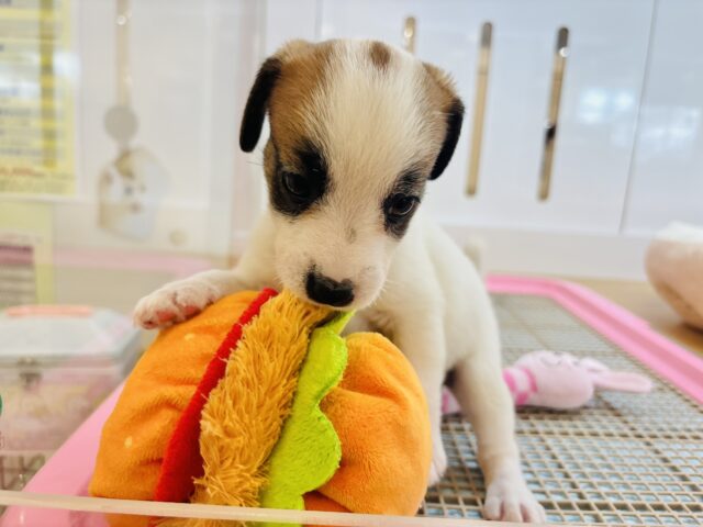 ジャックラッセルテリア