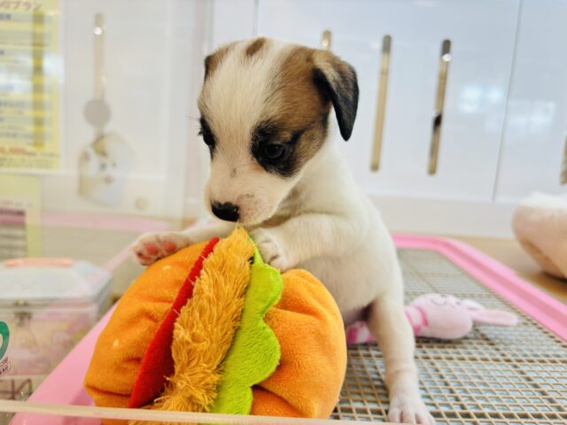 ジャックラッセルテリア