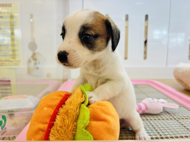 ジャックラッセルテリア