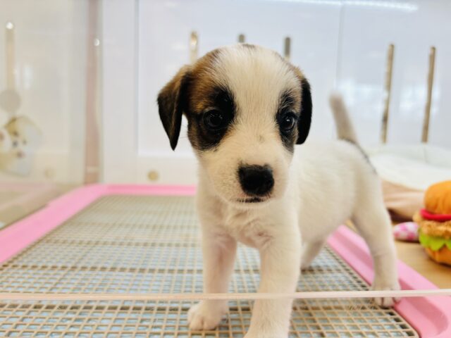 ジャックラッセルテリア