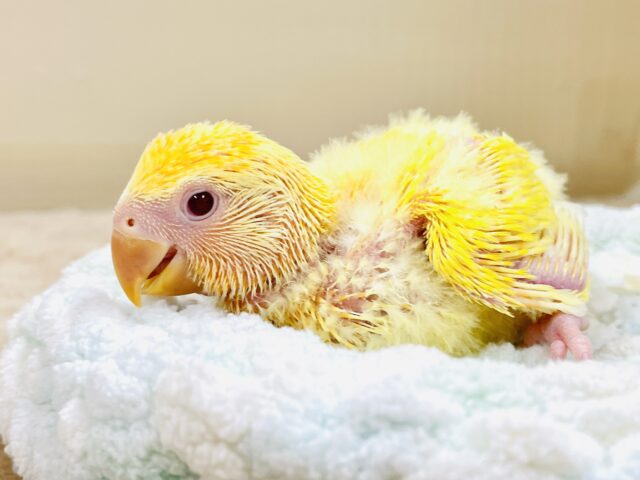 コザクラインコ（小桜インコ）