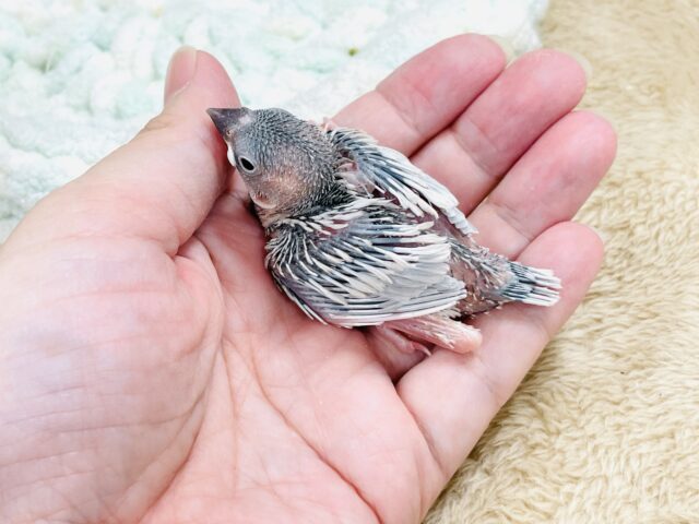シルバー文鳥