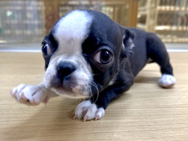 ボストンテリア