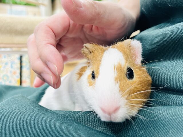 イングリッシュモルモット