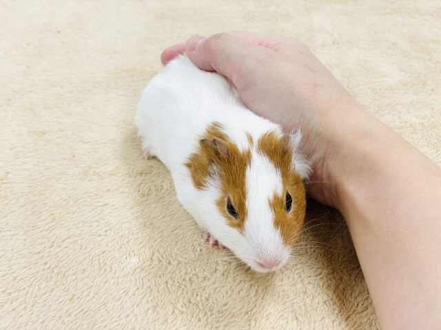 イングリッシュモルモット