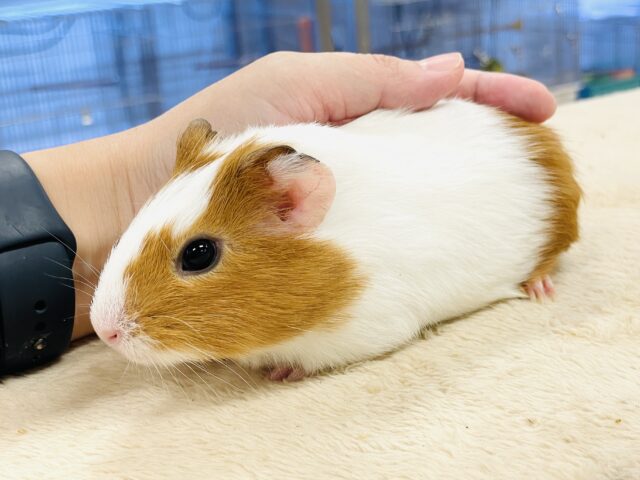 イングリッシュモルモット