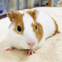 【最新画像】大きいハムちゃん！？🐹イングリッシュモルモット（男の子）