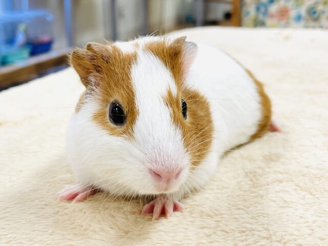 【最新画像】大きいハムちゃん！？🐹イングリッシュモルモット（男の子）