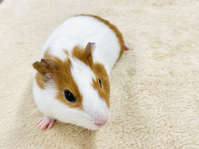 イングリッシュモルモット