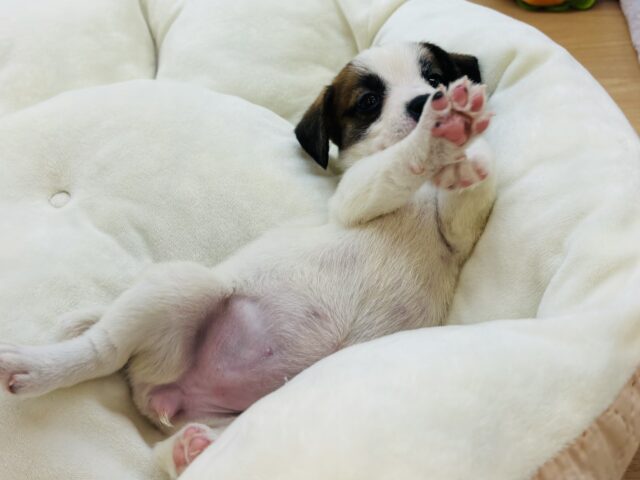 ジャックラッセルテリア