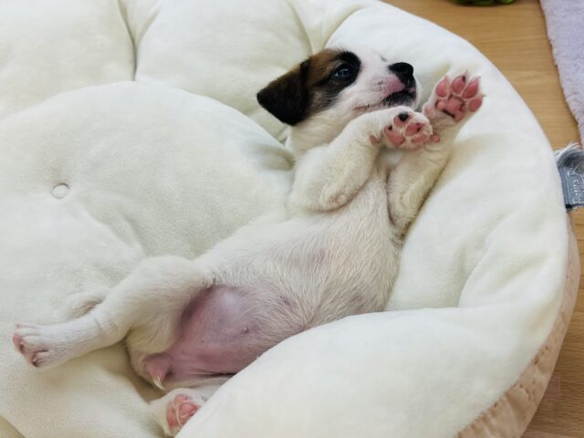 ジャックラッセルテリア