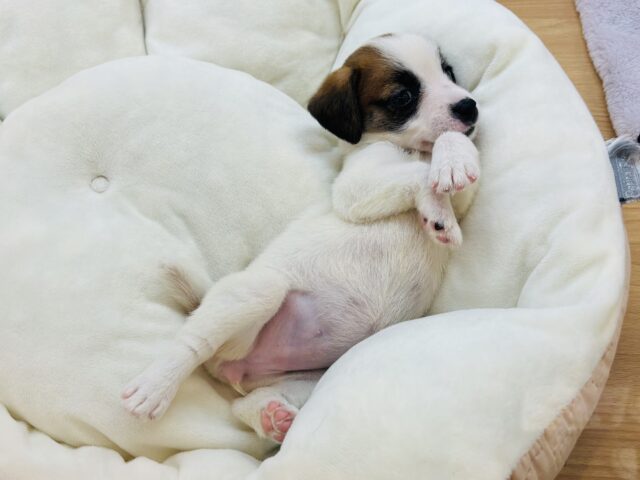 ジャックラッセルテリア