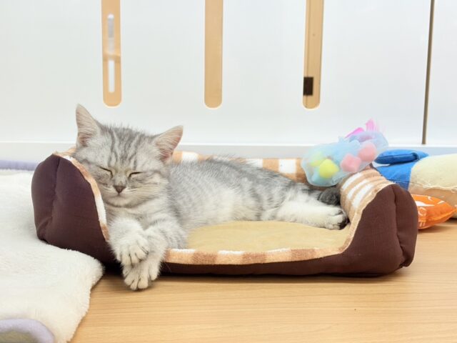 スコティッシュフォールド