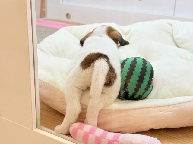 ジャックラッセルテリア