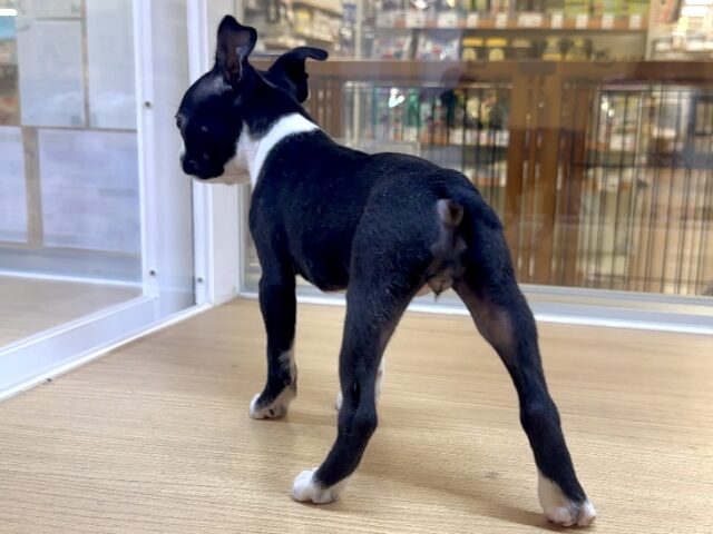 ボストンテリア