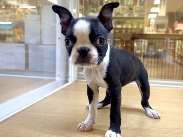 ボストンテリア