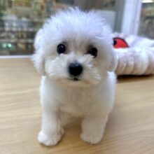 ひつじじゃないよ🤍🐑モコモコビションくん