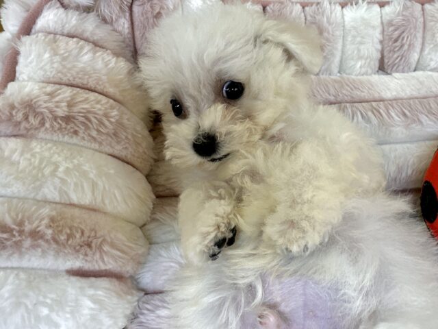 ビションフリーゼ