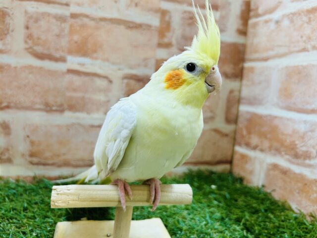 オカメインコ