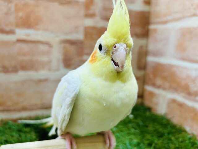 オカメインコ