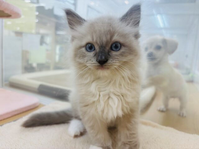 みんながボクのこと可愛いって褒めてくれるっ♬.*ﾟラグドールくん！