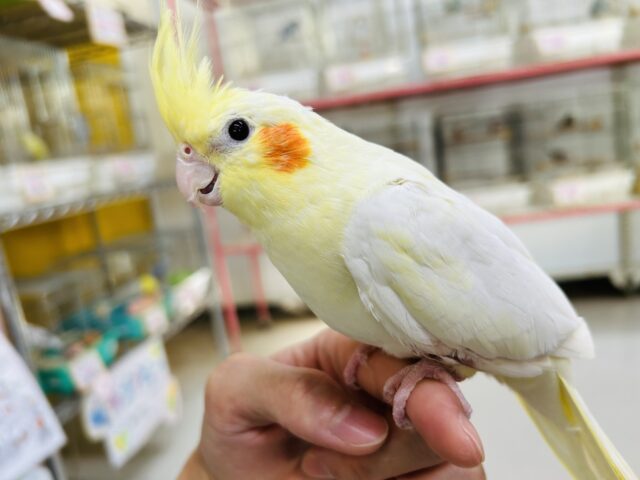 オカメインコ
