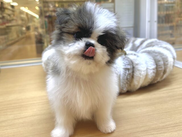 ちっちゃな甘えん坊🤍シーポメちゃん♡̴⟡.˚ シーポメ