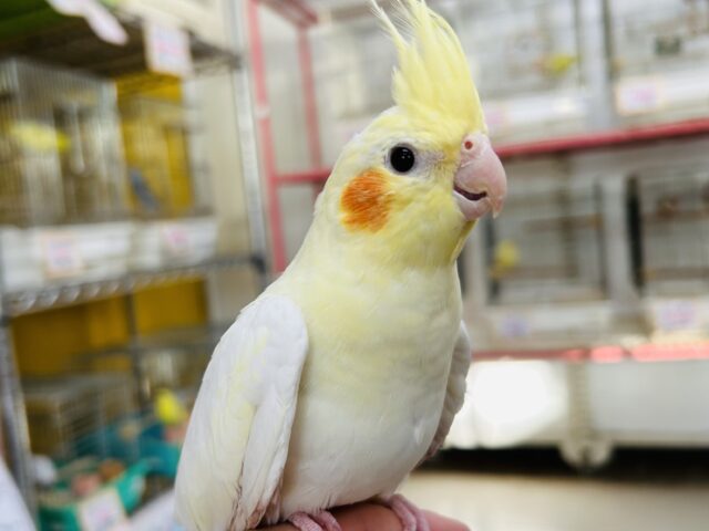 おっとりマイペース🌟🌟　オカメインコ（ルチノー）