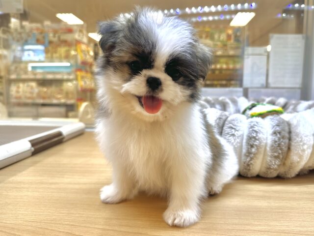 ちっちゃな甘えん坊🤍シーポメちゃん♡̴⟡.˚ シーポメ