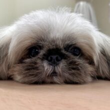 まっくろくろすけ🖤ペキニーズくん