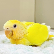 【最新画像】きいろい妖精さん💛コザクラインコ（ルチノーオパーリン）ヒナ