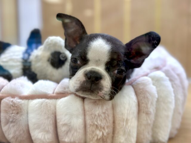 ボストンテリア