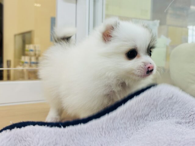 猪突猛進ウリボー!?シーポメちゃん! シーポメ