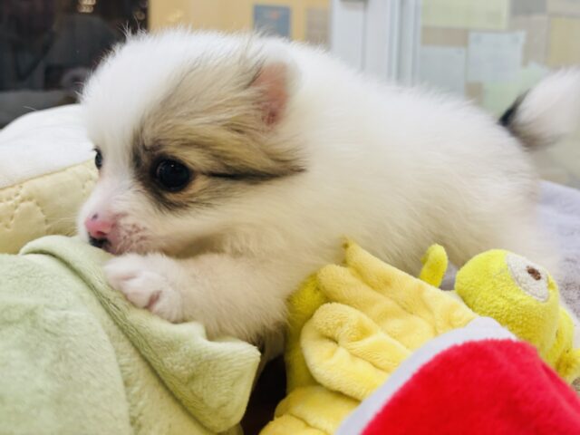 猪突猛進ウリボー!?シーポメちゃん! シーポメ