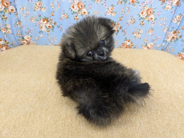 ポメチー（ポメチワ）