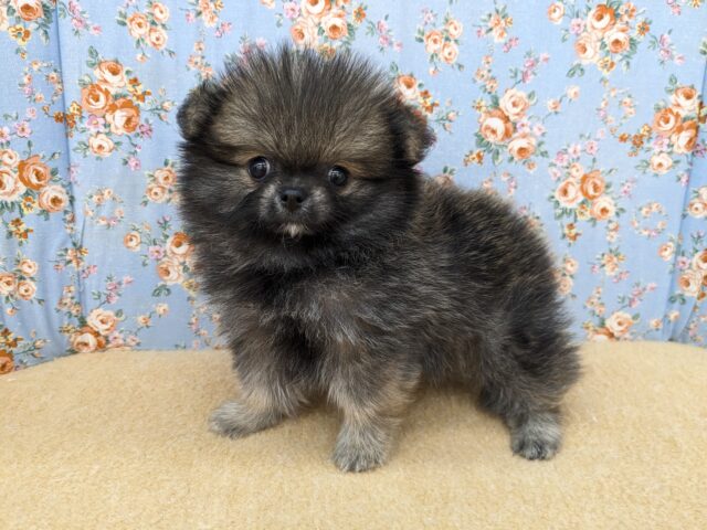 ポメチー（ポメチワ）