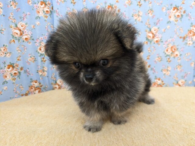 ポメチー（ポメチワ）