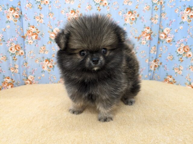 ポメチー（ポメチワ）